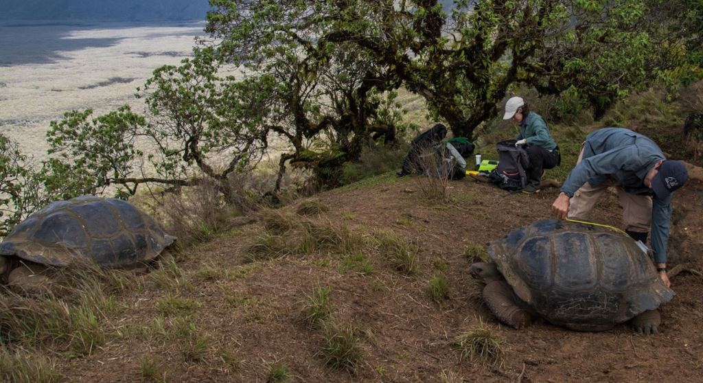 conservacion de tortugas